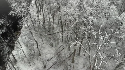 Flying over snow-covered tree branches after a snowstorm on a cloudy winter day Stock Footage 135222620