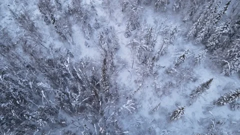 Flying over snow covered trees in Alaska Stock-Footage 168861585