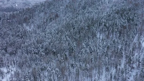 Flying over a snow covered winter forest, Austrian Alps Stock Footage 148415227