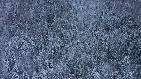 Flying over a snow covered winter forest, Austrian Alps Stock Footage 148415302
