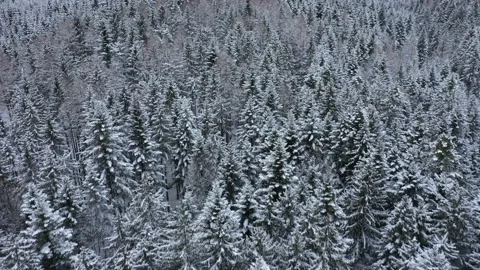 Flying over a snow covered winter forest, Austrian Alps Stock Footage 148415408
