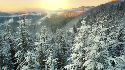 Flying over snow-covered winter trees in the mountains at sunrise. Winter nature Stock Footage 214667688