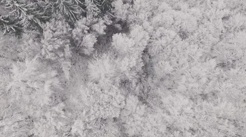 Flying over snow forest Stock Footage 61420406