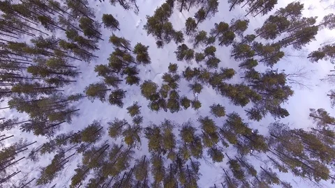 Flying over the snow forest Stock Footage 90725248