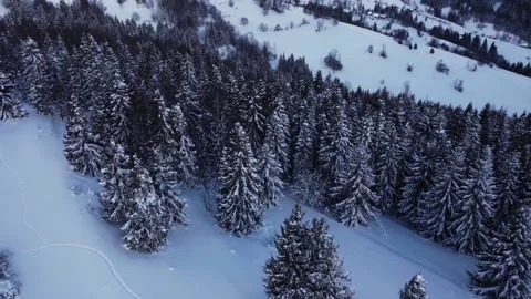 Flying over the snow trees. Forest covered with snow. Shooting with the drone Vidéo 168991876