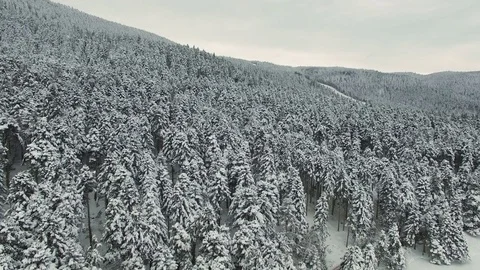 Flying Over Snowcrapped Pine Forest and Mountains 4K Aerial Clip Stock Footage 71590411