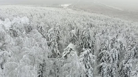 Flying over snowed tree tops. Foggy winter forest with snowy branches. Stock Footage 122431669