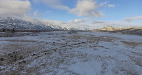 Flying Over Snowfield Cold Winter Aerial Cattle Cows Grazing 4K Stock Footage 87234752