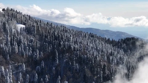 Flying Over The Snowy Forest Stock-Footage 88083752