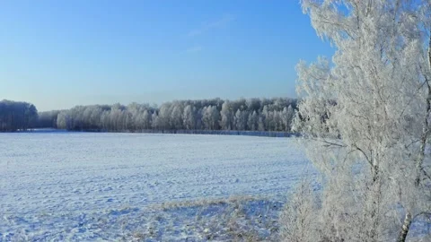 Flying over a snowy forest. Trees covered with hoarfrost. Stock Footage 144662459
