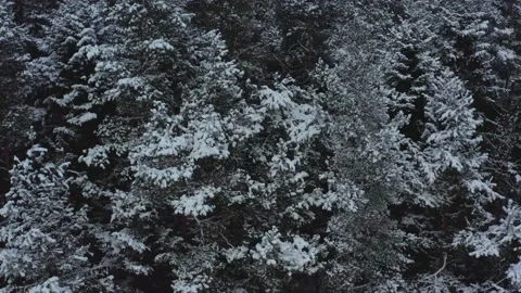 Flying over a snowy forest, trees covered with snow, cold winter season. Stock Footage 147939827