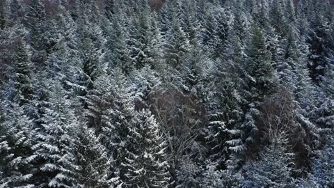 Flying over a snowy forest, trees covered with snow, cold winter season. Stock Footage 147940215