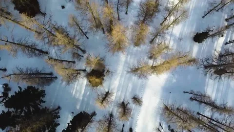 Flying Over Snowy Larch Forest Stock Footage