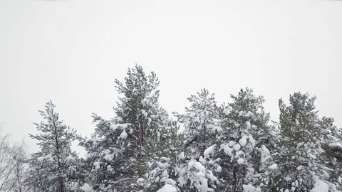 Flying over snowy pine canopies with white background Stock Footage 112094232