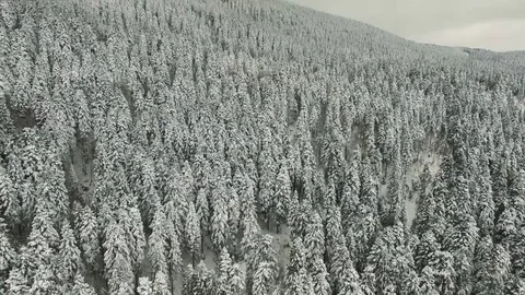 Flying Over Snowy Pine Forest 4K UHD Clip Captured With Drone Cam Stock Footage 71590313