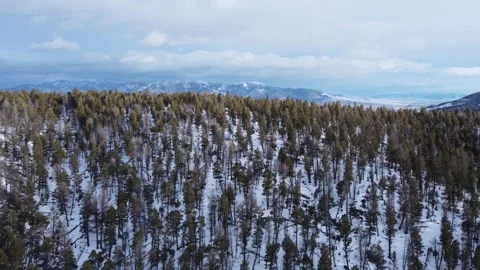 Flying over snowy pine forest to reveal Tobacco Root Mountains Stock Footage 310577150