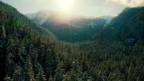 Flying Over Snowy Pine Trees Forest  Video stock 148960687