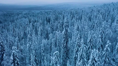 Flying over snowy spruce trees. Frozen winter forest at cloudy evening. Stock Footage 122945211