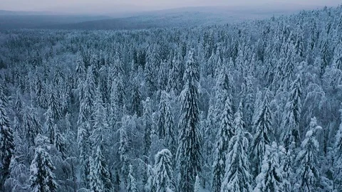 Flying over snowy spruce trees. Frozen winter forest at cloudy evening. Stock Footage 123478804
