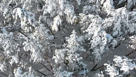 Flying over the Snowy Tops of Trees of a Winter Pine Forest on a Sunny Day Stock Footage 101079273