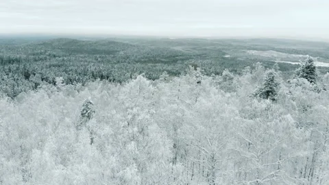 Flying over snowy tree tops of winter forest, fantastic landscape under snow Video stock 146269399