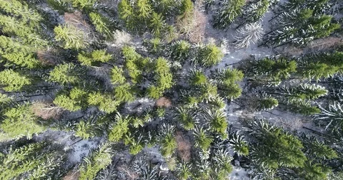 Flying over a Snowy Winter Forest on a Sunny Day. Stock Footage 114135091