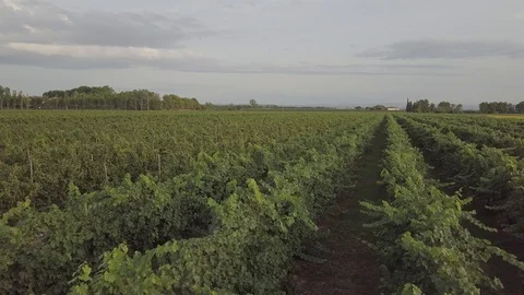 Flying over some vineyards at sunset in Bordeaux (France, Europe) Stock Footage 118743142