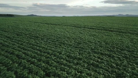 Flying over a soybean field at diffused light at low altitude. Soybean crop. Video stock 253363851