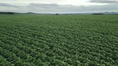 Flying over a soybean field at diffused light at low altitude. Soybean crop. Stock Footage 253363998