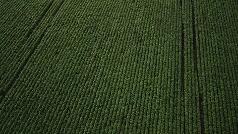 Flying over soybean field at diffused light. Aerial view. Soybean crop. Stock Footage 253366507