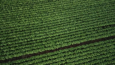 Flying over soybean field at diffused light. Aerial view. Soybean crop. Stock Footage 253366521
