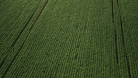 Flying over soybean field at diffused light. Aerial view. Soybean crop. Stock Footage 253366723