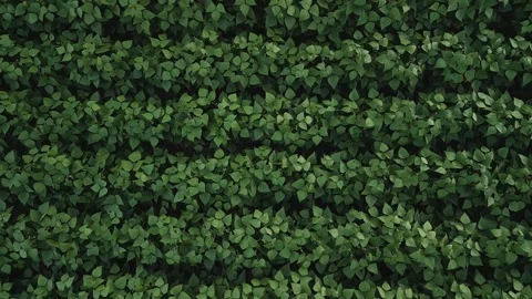 Flying up over soybean field at diffused light. Aerial view. Soybean crop. Stock Footage 253368370