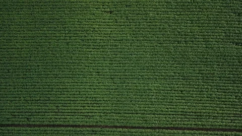 Flying over soybean field at diffused light. Aerial view. Soybean crop. Video stock 253368421