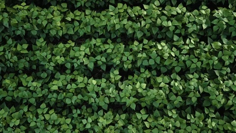 Flying up over soybean field at diffused light. Aerial view. Soybean crop. Stock Footage 253368465