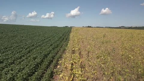 Flying over a soybean field with green and yellow plants. Soybean crop. Video stock 253367059
