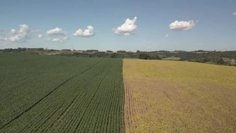 Flying up over a soybean field with green and yellow plants. Soybean crop. Video stock 253367958