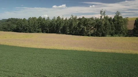Flying over a soybean field with green and yellow plants. Soybean crop. Video stock 253368027