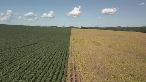 Flying over a soybean field with green and yellow plants. Soybean crop. Stock Footage 253368028