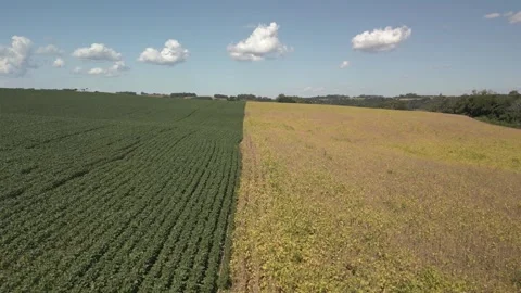Flying over a soybean field with green and yellow plants. Soybean crop. Stock Footage 253368029