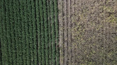 Flying over a soybean field with green and yellow plants. Stock Footage 253368302