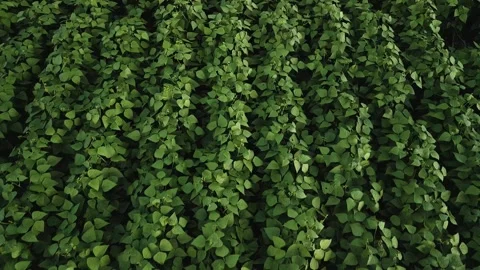 Flying over soybean field at low altitude at diffused light. Aerial view. Stock Footage 253366535