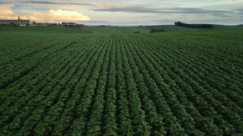 Flying over a soybean field at sunset at low altitude. Soybean crop. Stock Footage 253366238