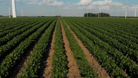 Flying over soybean rows mid-summer in an Iowa farmer's field. Video stock 112079326