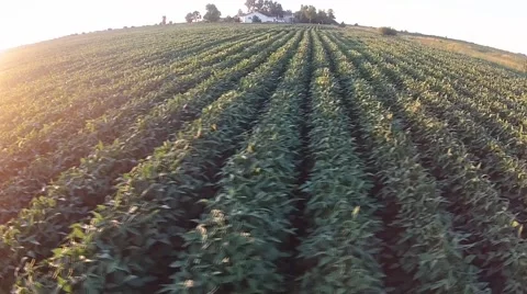 Flying over Soybeans at sunset Stock Footage