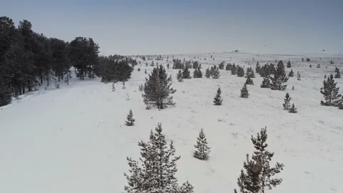 Flying over sparsely planted Christmas trees in a snowy field, overcast, winter Stock Footage 228827156