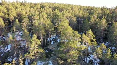 Flying Over Spring Forest Stock Footage 192542406