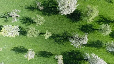 Flying over spring trees shadows. springtime. sun flare light. nature plants Stock Footage 38274881