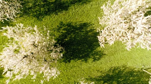 Flying over spring trees. springtime plants nature background. summertime Stock-Footage 38277074