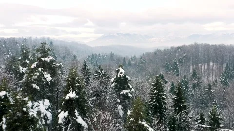 Flying Over Spruce, Coniferous, Pine Forest Covered in Snow On Frozen Morning Video stock 250416264